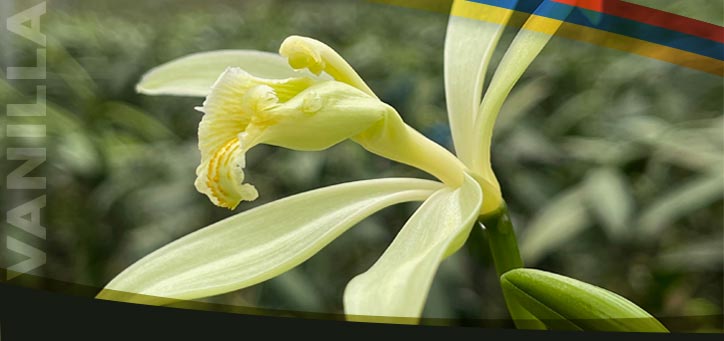 banner celular-vainilla