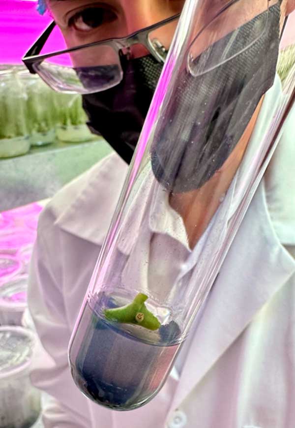 micropropagation